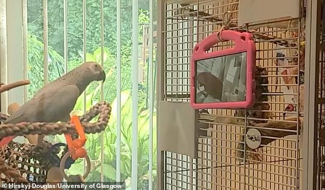 The study, led by animal-computer interaction specialists at the University of Glasgow, gave tablets to nine parrots and their owners to investigate the video chats' potential to 'extend the birds' social lives'.
