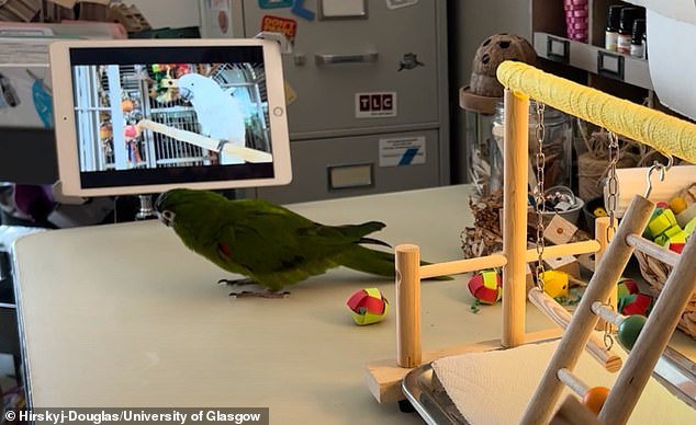 Scientists believe the smart birds – which often suffer from loneliness in captivity – can tell the difference between live and pre-recorded videos