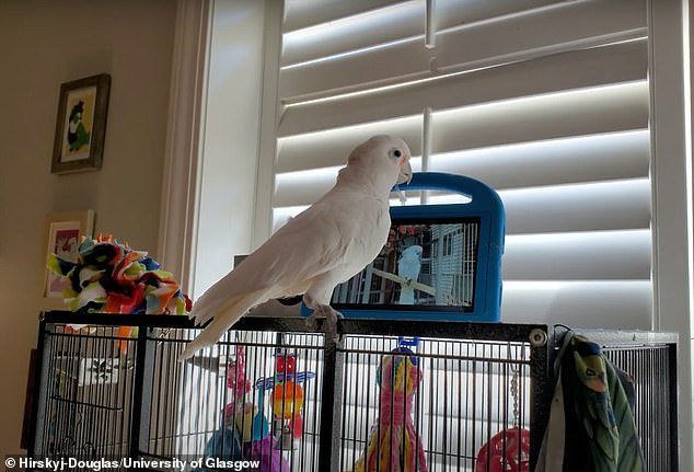 To investigate how parrots would respond to the choice, the researchers provided their keepers with tablets that contained large, bright buttons with images of the other birds in the study.  Then the birds' caretakers trained them to initiate Facebook Messenger calls by ringing a bell when they wanted to interact with the screen.