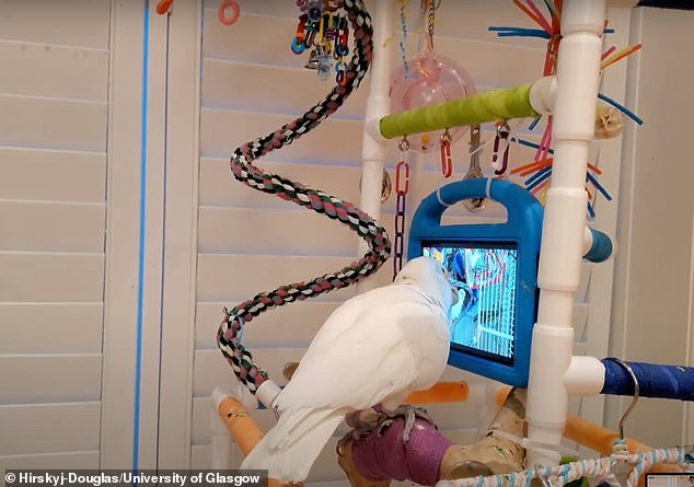 After a meet-and-greet session where the birds were introduced to each other via video chat, the birds were all given open access to the system for 12 sessions totaling 36 hours.  They could make a maximum of two calls per session, for a maximum duration of three hours