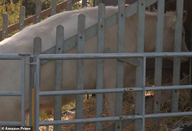 Pepper is one of thirteen cows loaded onto the truck in heartbreaking scenes from the first episode of Clarkson's Farm 3