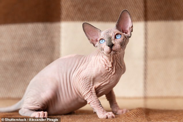 Burmese and Burmese breeds had the highest life expectancy at 14.4 years, followed by crossbreeds at 11.9 years and Siamese at 11.7 years.  Sphynx cats had the shortest life expectancy: just 6.8 years (stock image)