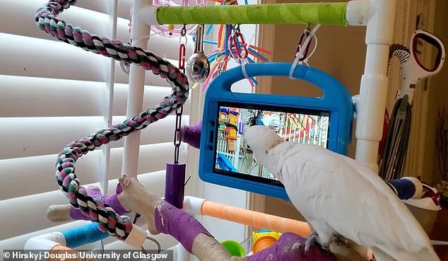 Parrots given the choice of video calling each other or watching pre-recorded videos of other birds will flock to the live chat option, new research shows