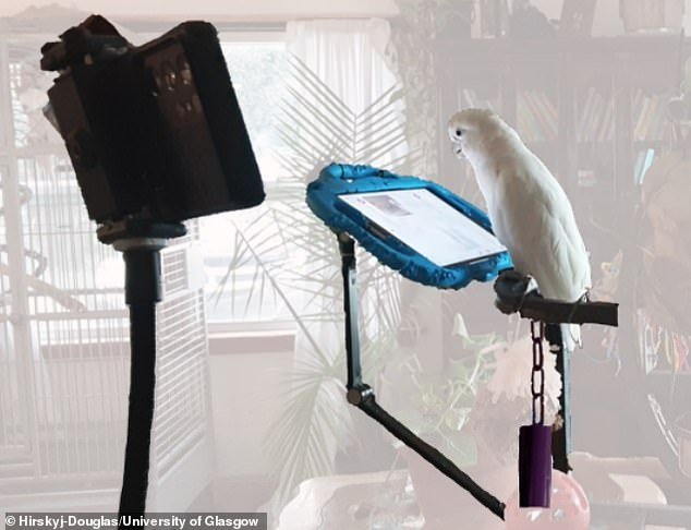 Experimental setup: A (trained) parrot is shown in its home environment with the recording device, the tablet, the stand for it and the bell with which it indicated that it wants a video call