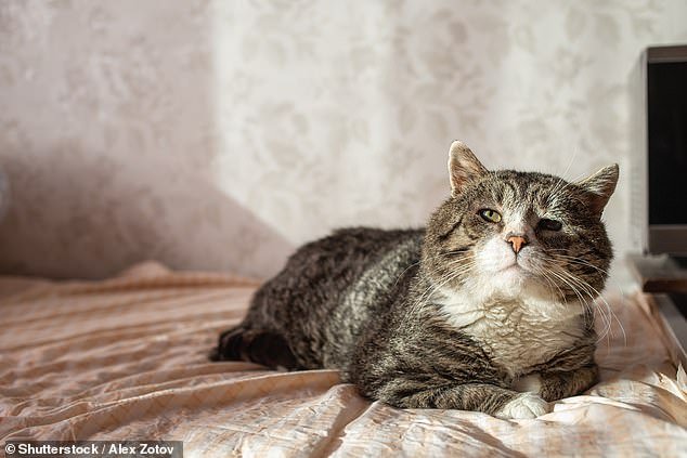 They say cats have nine lives.  But now owners can calculate exactly how long their beloved pet is expected to live (stock image)